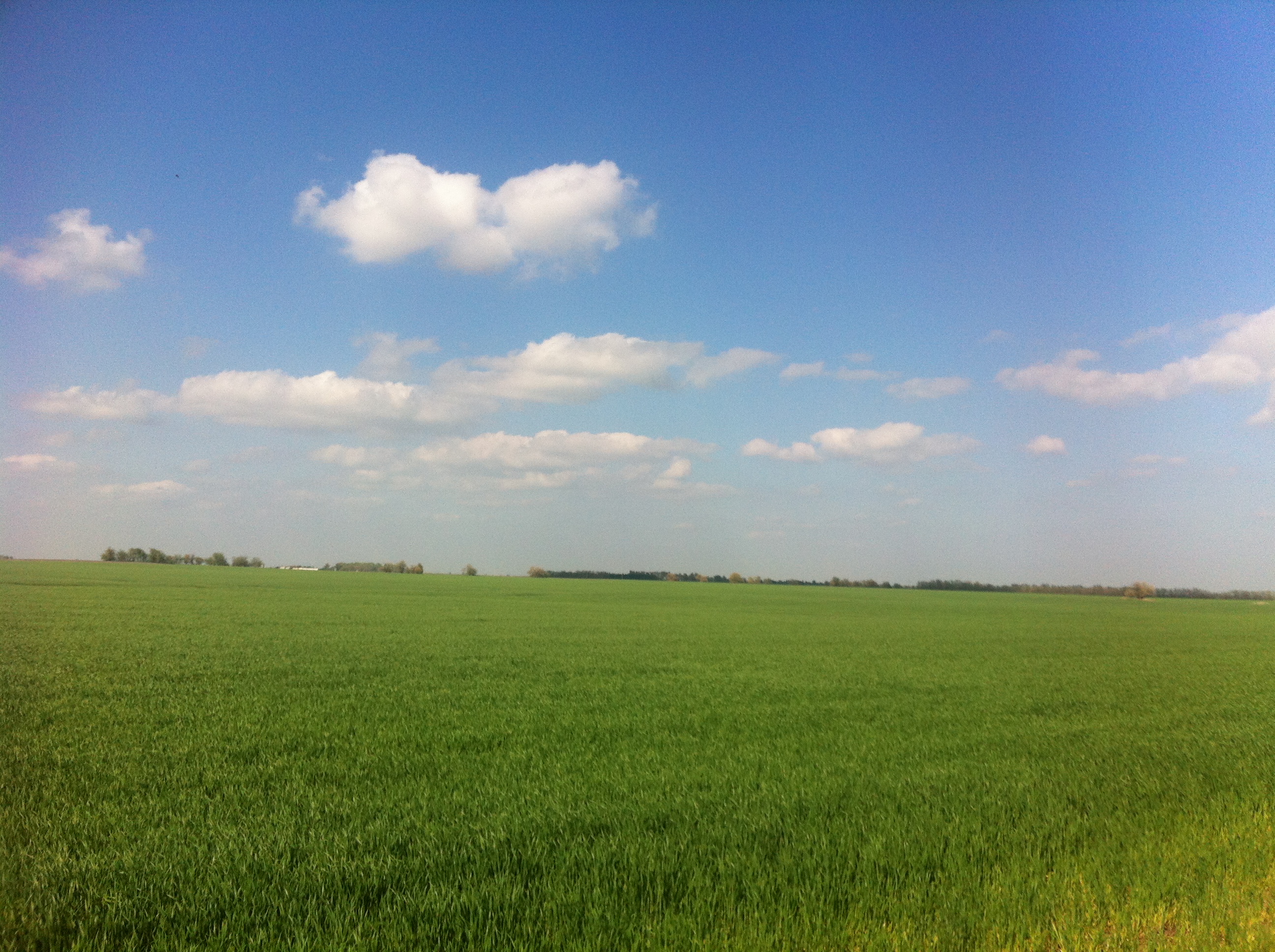 Kansas Farmland For Sale Reno County Kansas Wheat Corn