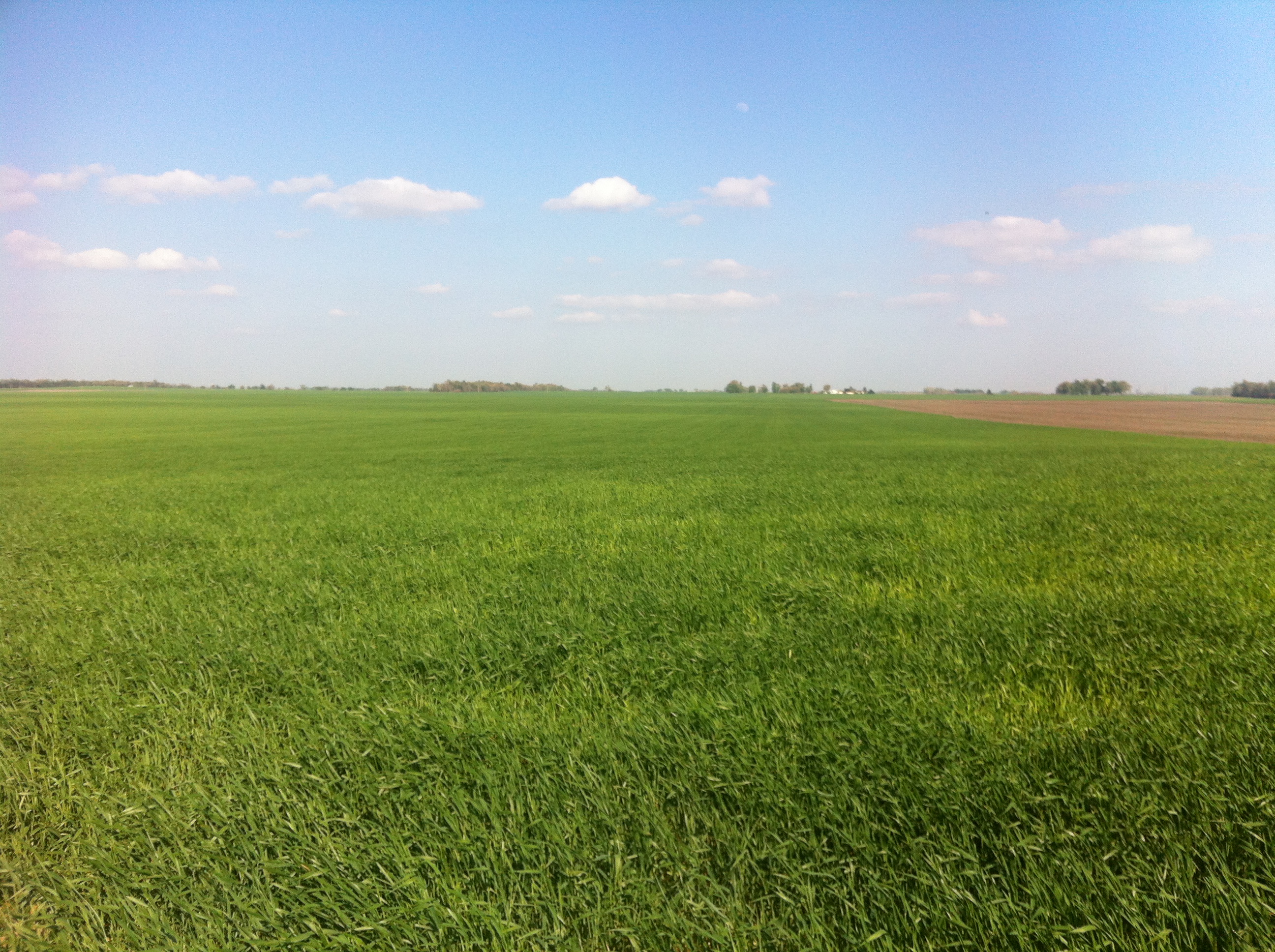 Kansas Farmland For Sale Reno County Kansas Wheat Corn