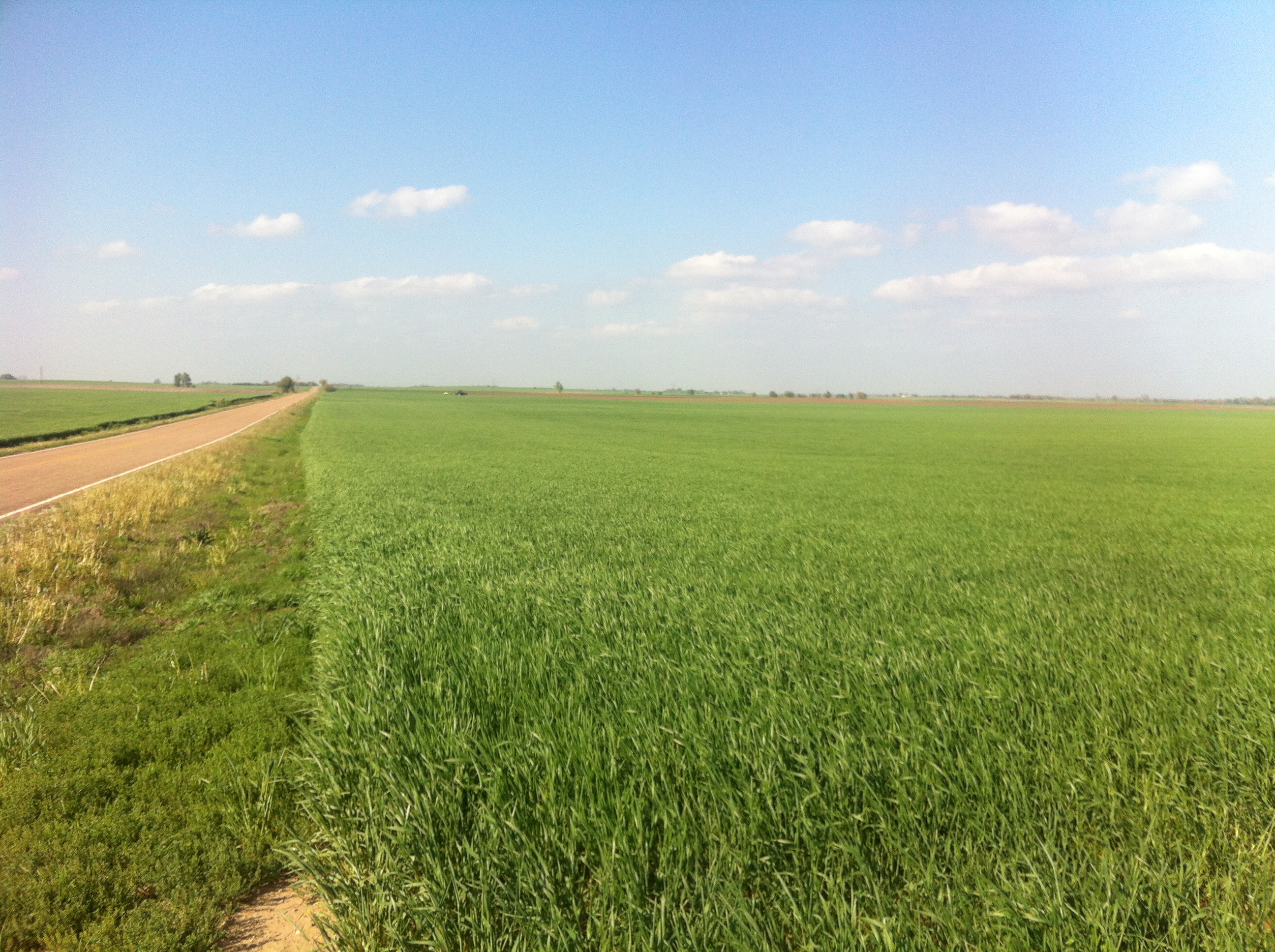 Kansas Farmland For Sale Reno County Kansas Wheat Corn