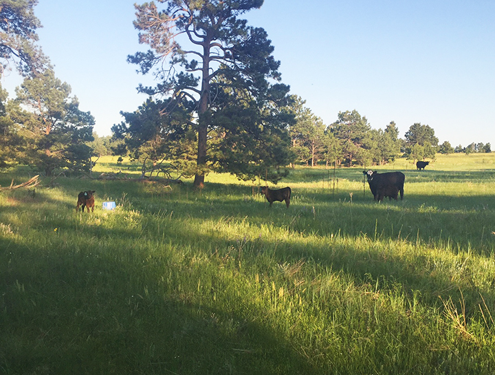 Cattle Ranches For Sale Colorado Kiowa Elbert County