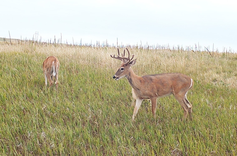 Nebraska Hunting Ranch Pine Ridge Elk Mule Deer Birds Crawford NE Dawes