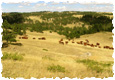 Ranches For Sale Nebraska - Mason Morse Ranch Company
