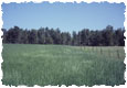 /images/commerce/preview/Harmsgrass115.jpg