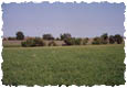 /images/commerce/preview/Merinograss115.jpg