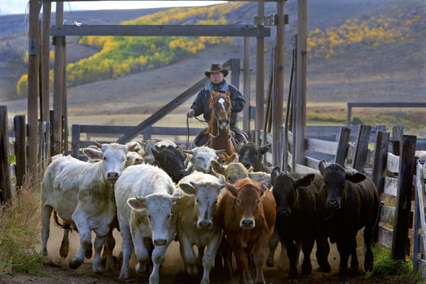 Cattle Drive