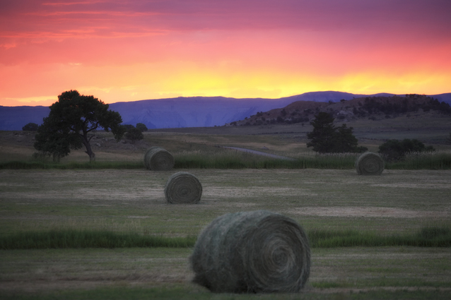 Hay field