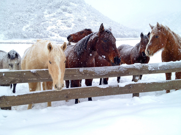 Horses