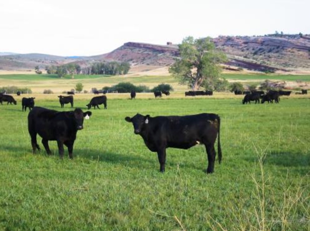 Double A Ranch