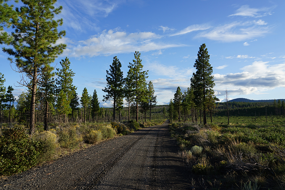 Bull Springs Skyline Forest, Bend Oregon, Deschutes County Conservation