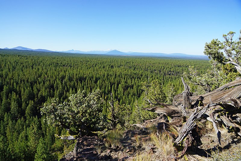 Bull Springs Skyline Forest