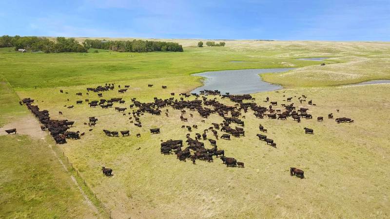 Spring Valley Ranch & Cattle