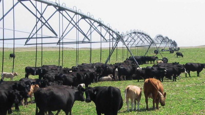 Yuma County Cattle and Energy Ranch