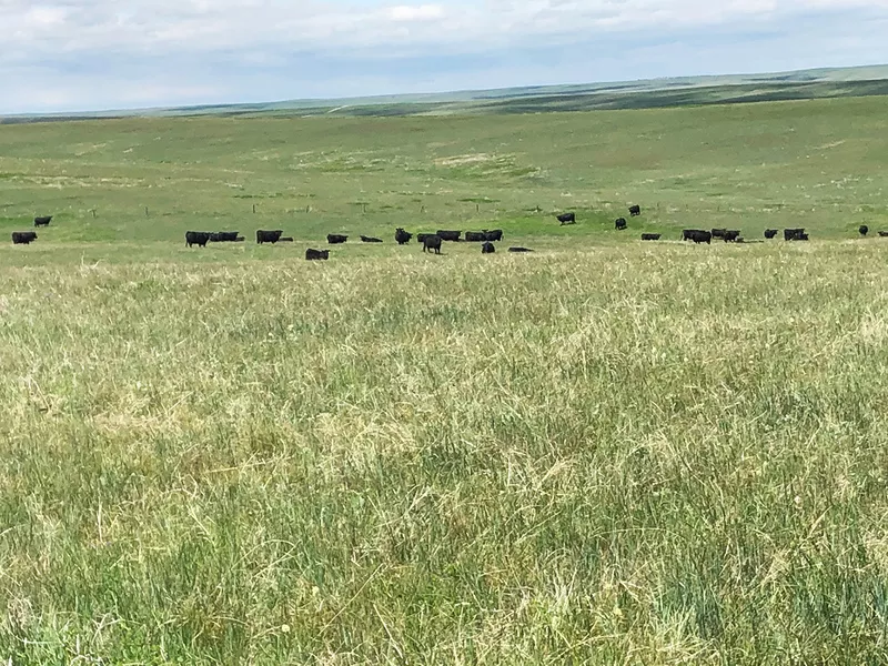 Bull Creek Grass Ranch