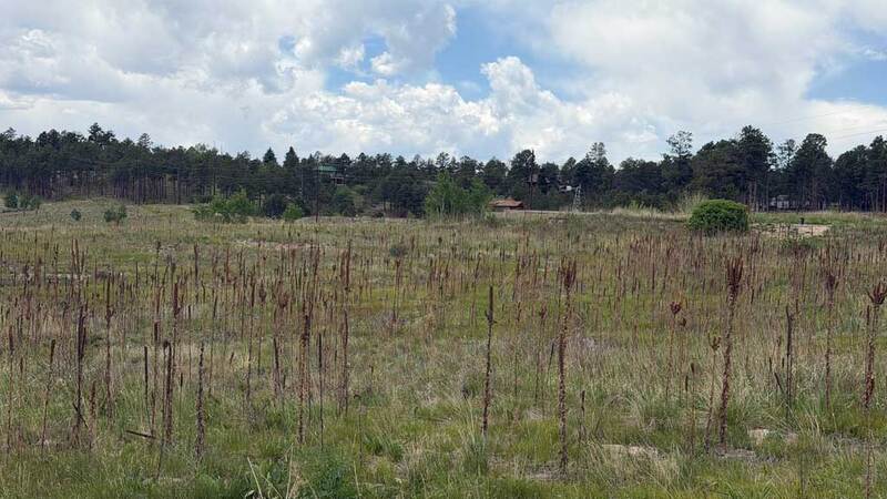 Black Forest Lot