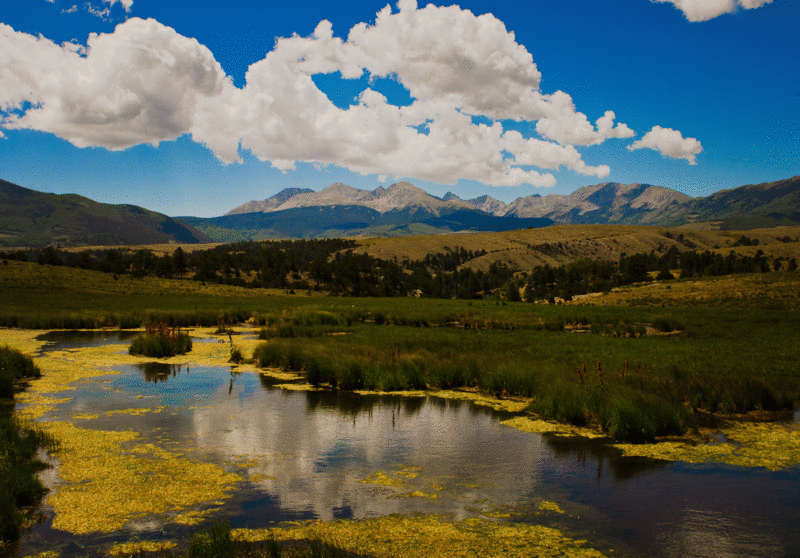 Fortune Ranch Auction