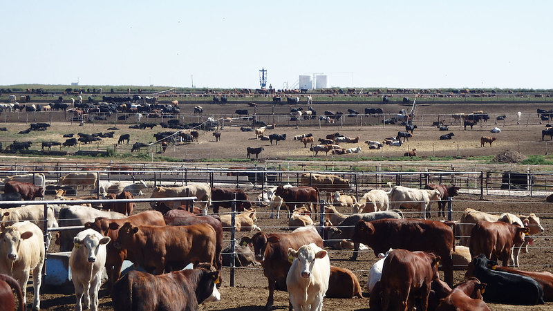 Texas Panhandle Feedyard