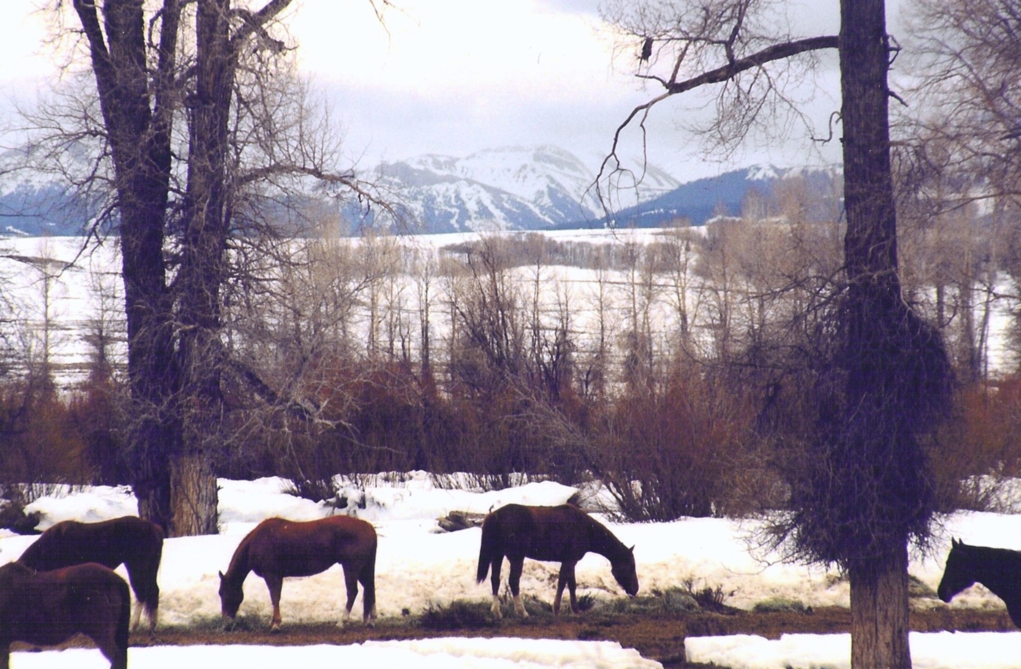 North Horse Creek Ranch