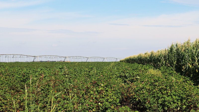 Bailey County Pool Farm