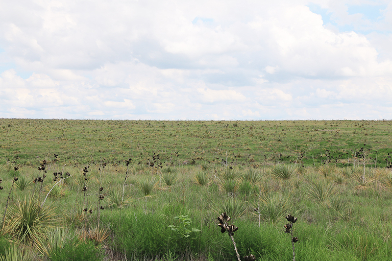 Allard Green Acreage