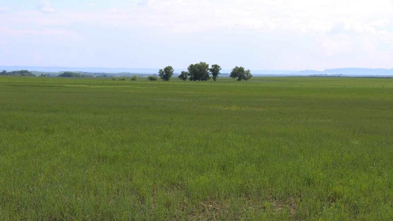 North Whitney Grass Ranch