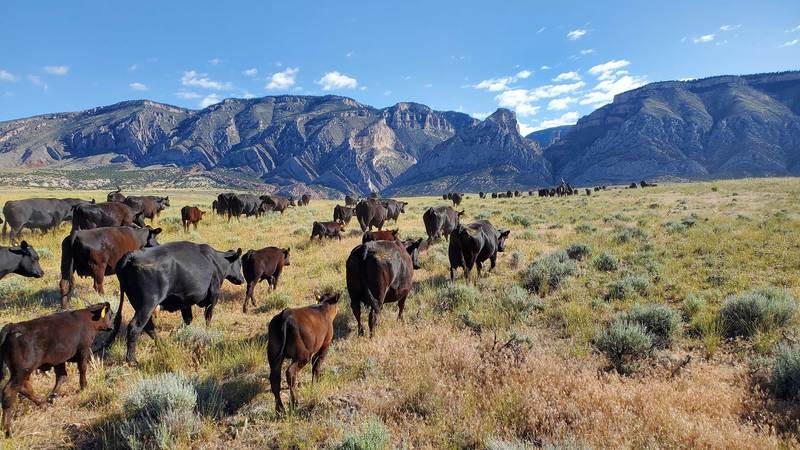 Red Canyon Ranch