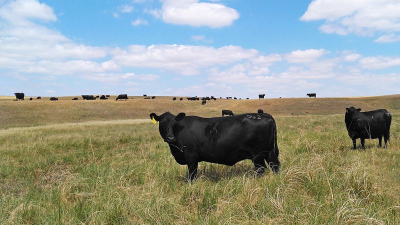 Nebraska Hard Grass Ranch