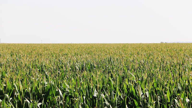 Clark Irrigated Farm