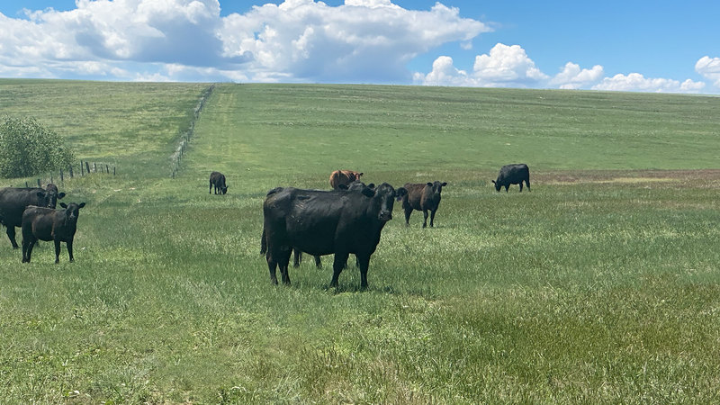 Winter Calving Ranch