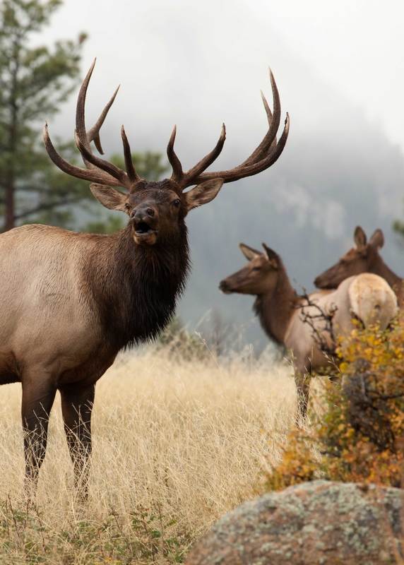 Mastering the Elk Rut: Strategies for a Successful Hunt