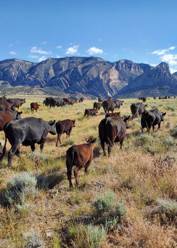 Buying a Ranch; Are Government Grazing Leases, BLM, National Forest Public Land Leases Part of the Sale?
