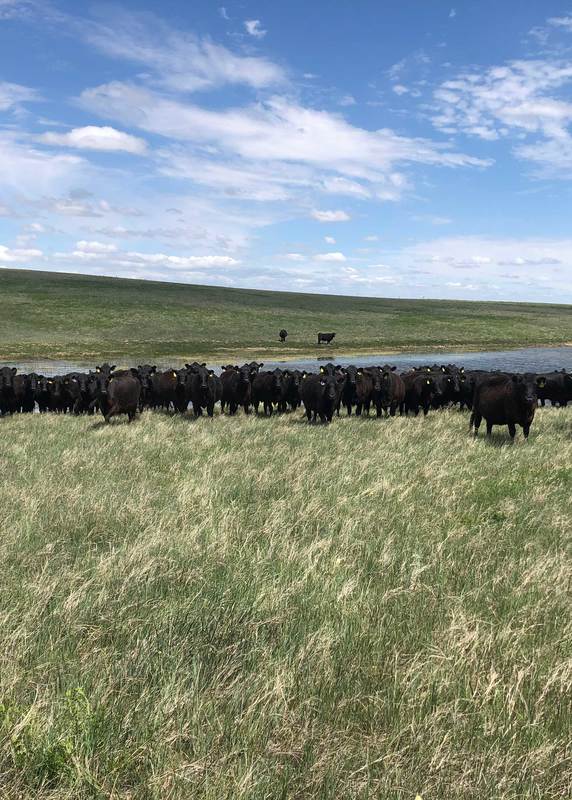 The Grazing Revolution: How Regenerative Ranching Can Reverse Climate Change from the Ground Up 