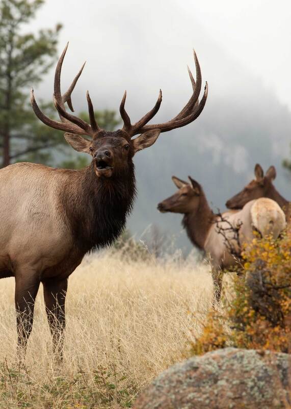 Beyond the Hunt: What Wildlife Reveals About a Ranch