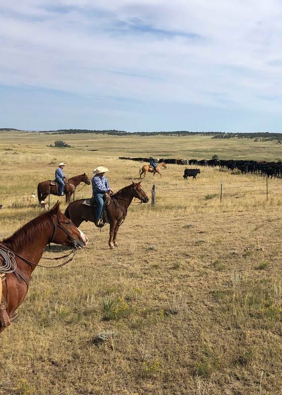 In-Herding: Bringing Back the Land, One Herd at a Time