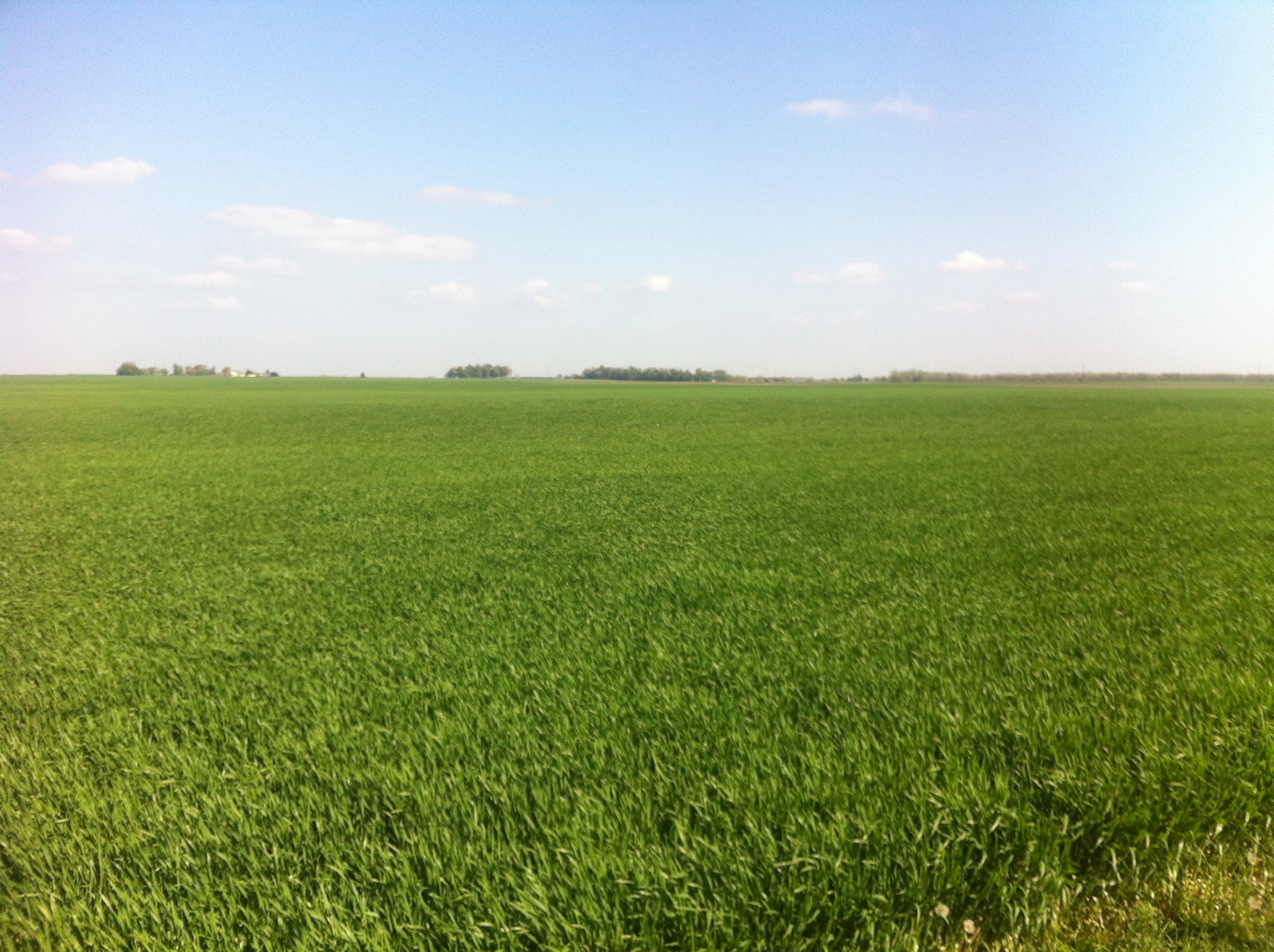 Kansas Farmland For Sale Reno County Kansas Wheat Corn