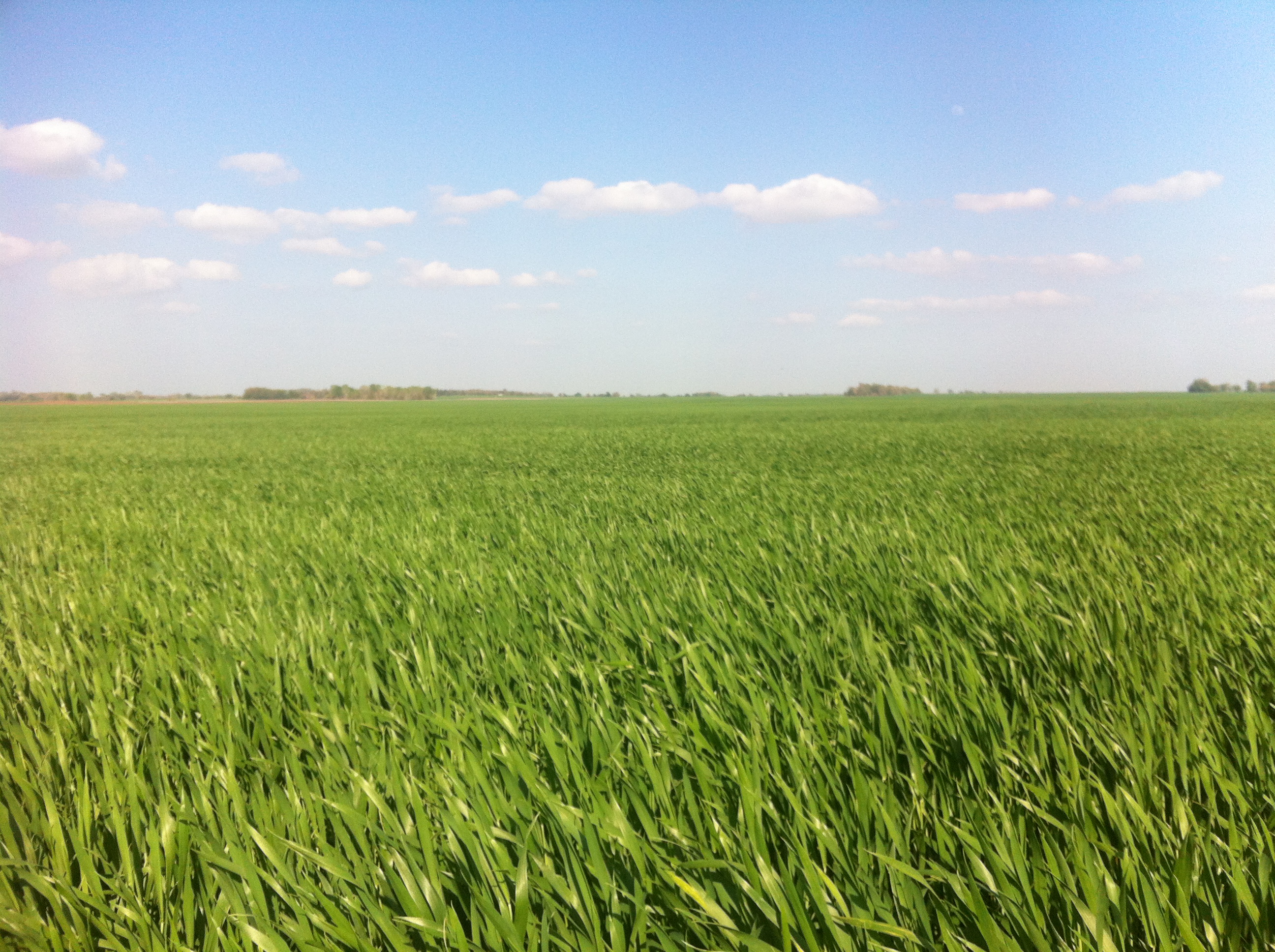 Золотой рассвет. Field move. Горизонт на рабочий стол. Field move. Field move.