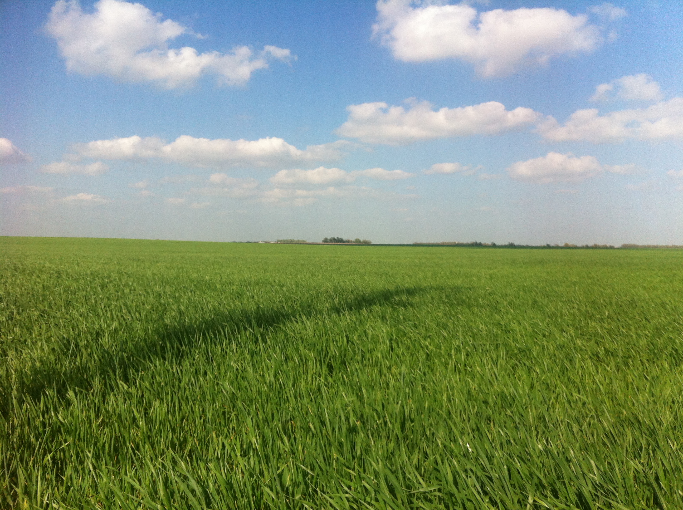 Kansas Farmland For Sale Reno County Kansas Wheat Corn
