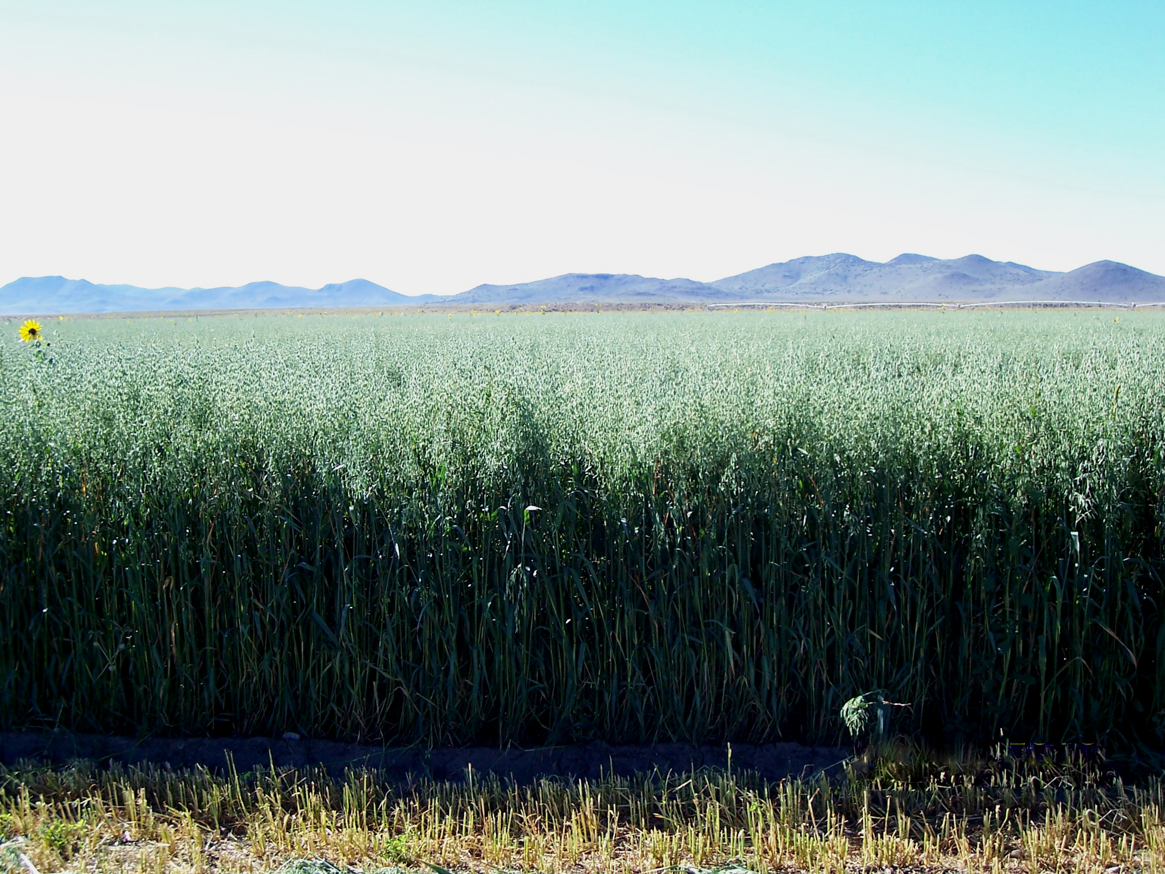 Colorado Irrigated Pivot Farm For Sale San Luis Valley