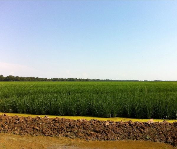 Arkansas Farms and Ranches For Sale Luxury Land Mason Morse Ranch Company