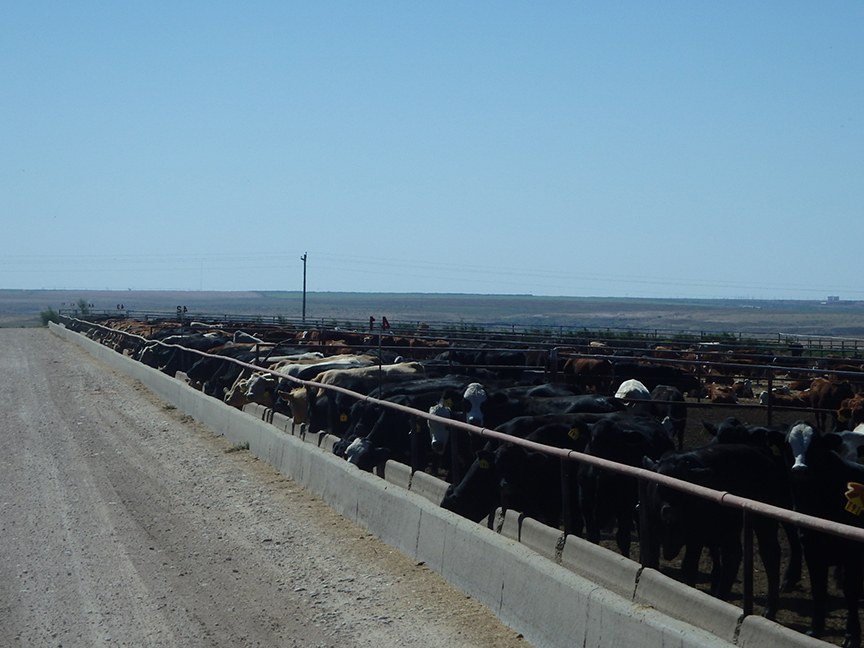 Texas feedyards, farms and ranches for sale