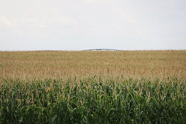 Sherman County Farm