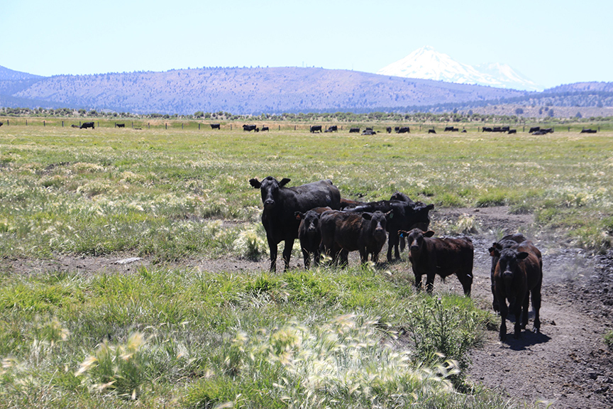 Klamath Falls Oregon Ranch Farms, Ranches, Land for Sale