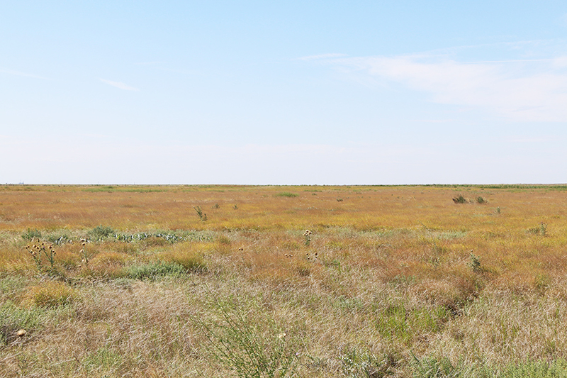 Eads Grassland, Texline Texas, Dallam county